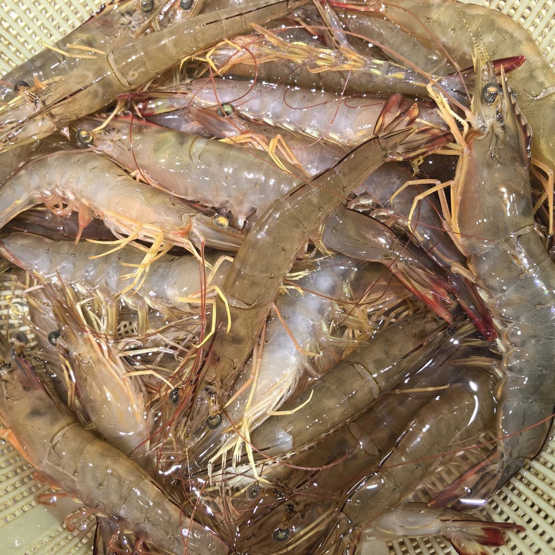 活明虾企沙港海鲜 3斤起发 (一斤个头12-14)