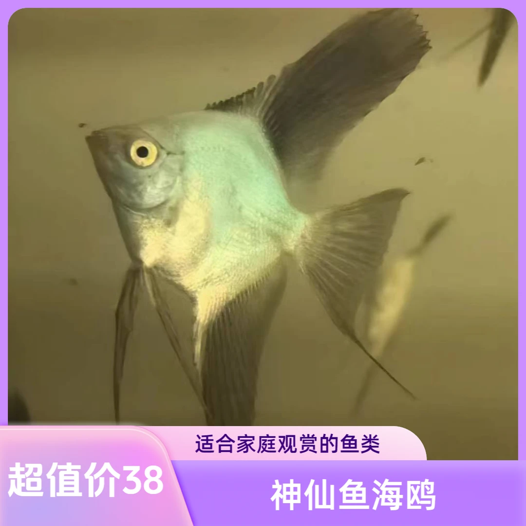 神仙鱼燕鱼海鸥肉身2五条
