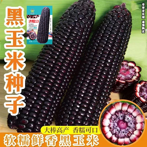 禾之润济糯13黑甜糯玉米种子苞米苞谷农家四季大田蔬菜种子