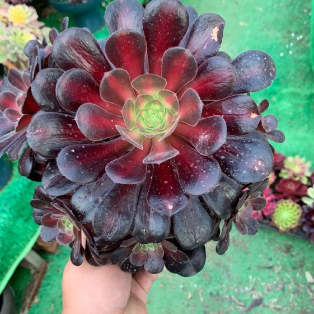 多肉法师花纳锦捧花