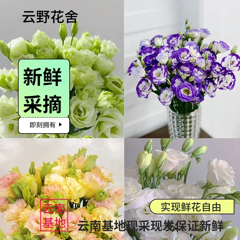 【洋桔梗高品质A级】送保鲜剂基地直发