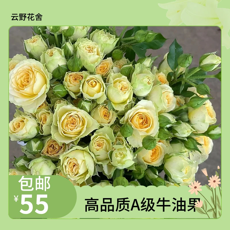 【牛油果多头】云南基地直发高品质高质量生活养护温柔芳香配色寒冷