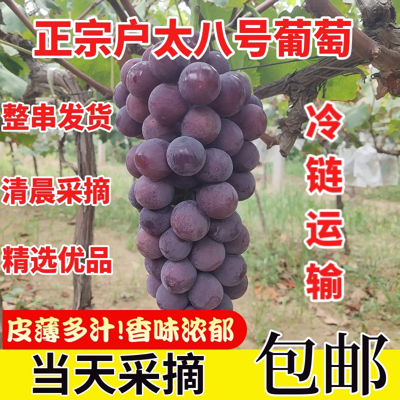 【顺丰京东】陕西户太8号葡萄皮薄肉厚玫瑰味香浓新鲜采摘5斤包邮