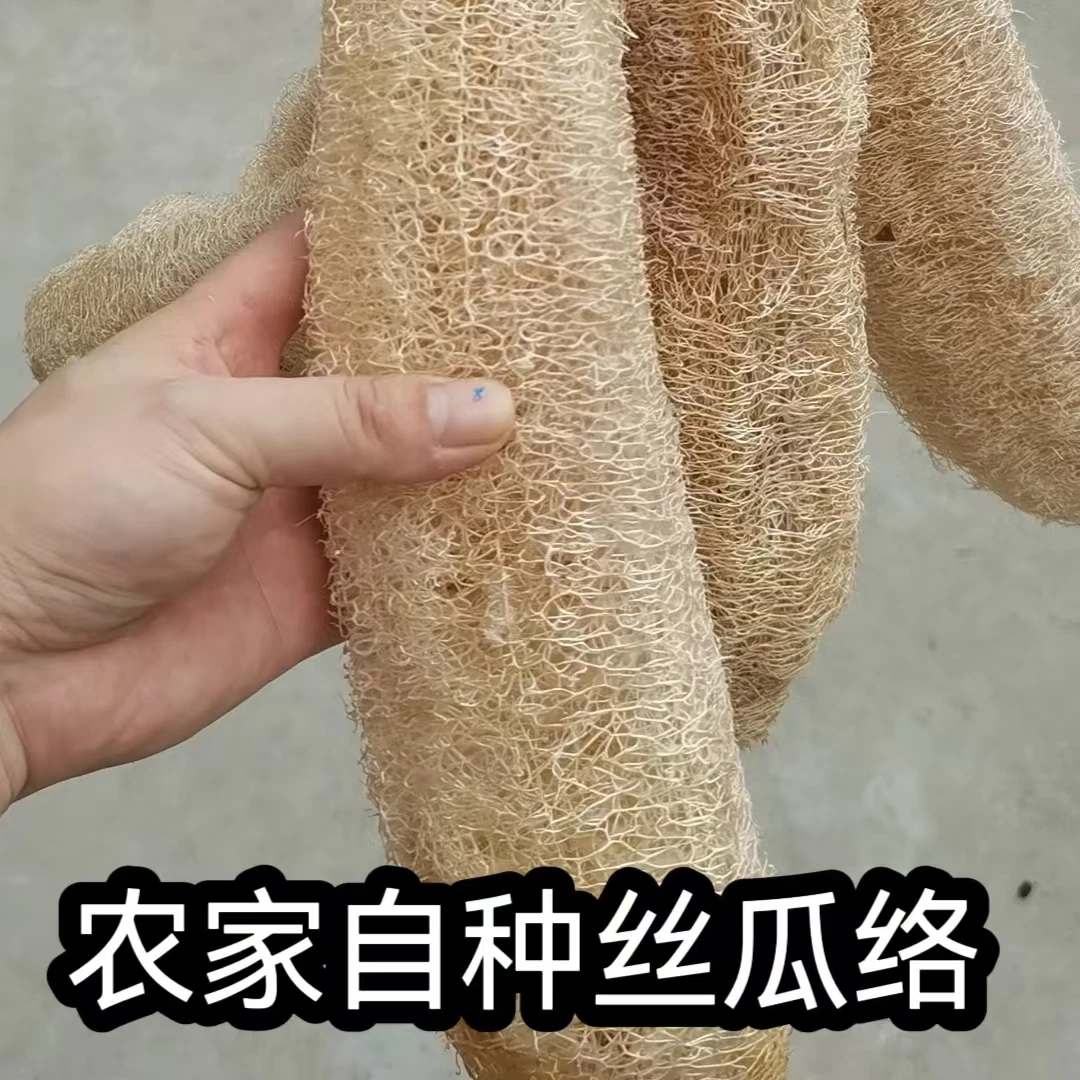 农家自种丝瓜的丝瓜【没有漂白过颜色有深㳀介意慎拍】
