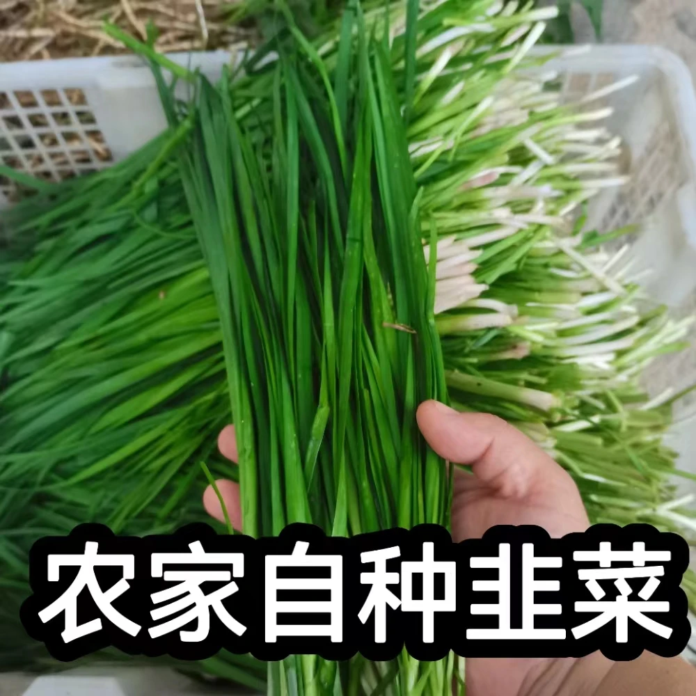 湖南农家自种韭菜 老品种 不打药无激素 3斤 泡沫箱加冰袋发货