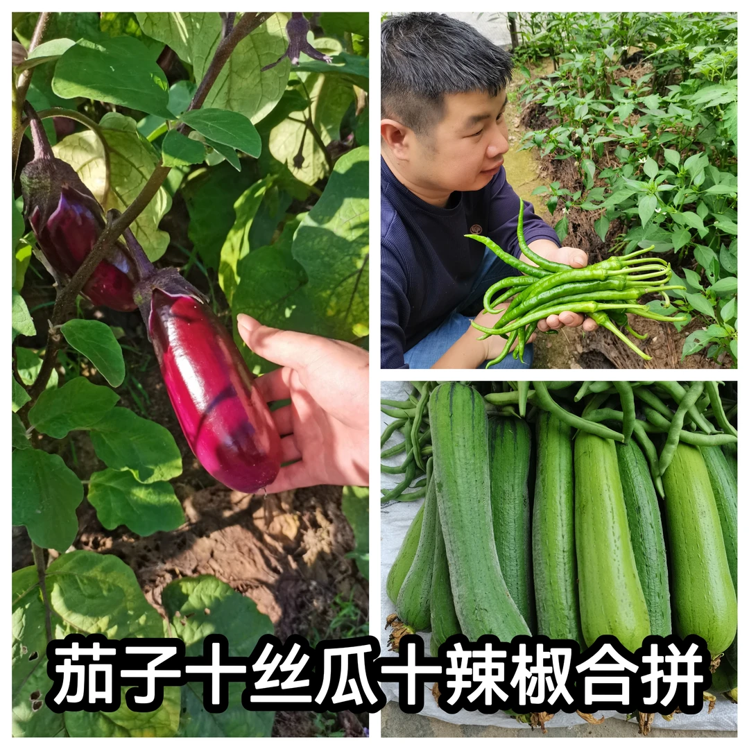 【茄子+丝瓜+辣椒合拼】湖南农家肥自种露天茄子丝瓜辣椒合拼