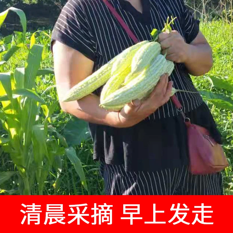 【3斤】湖南自种农家新鲜白玉苦瓜青苦瓜凉瓜泡沫箱加冰袋包赔