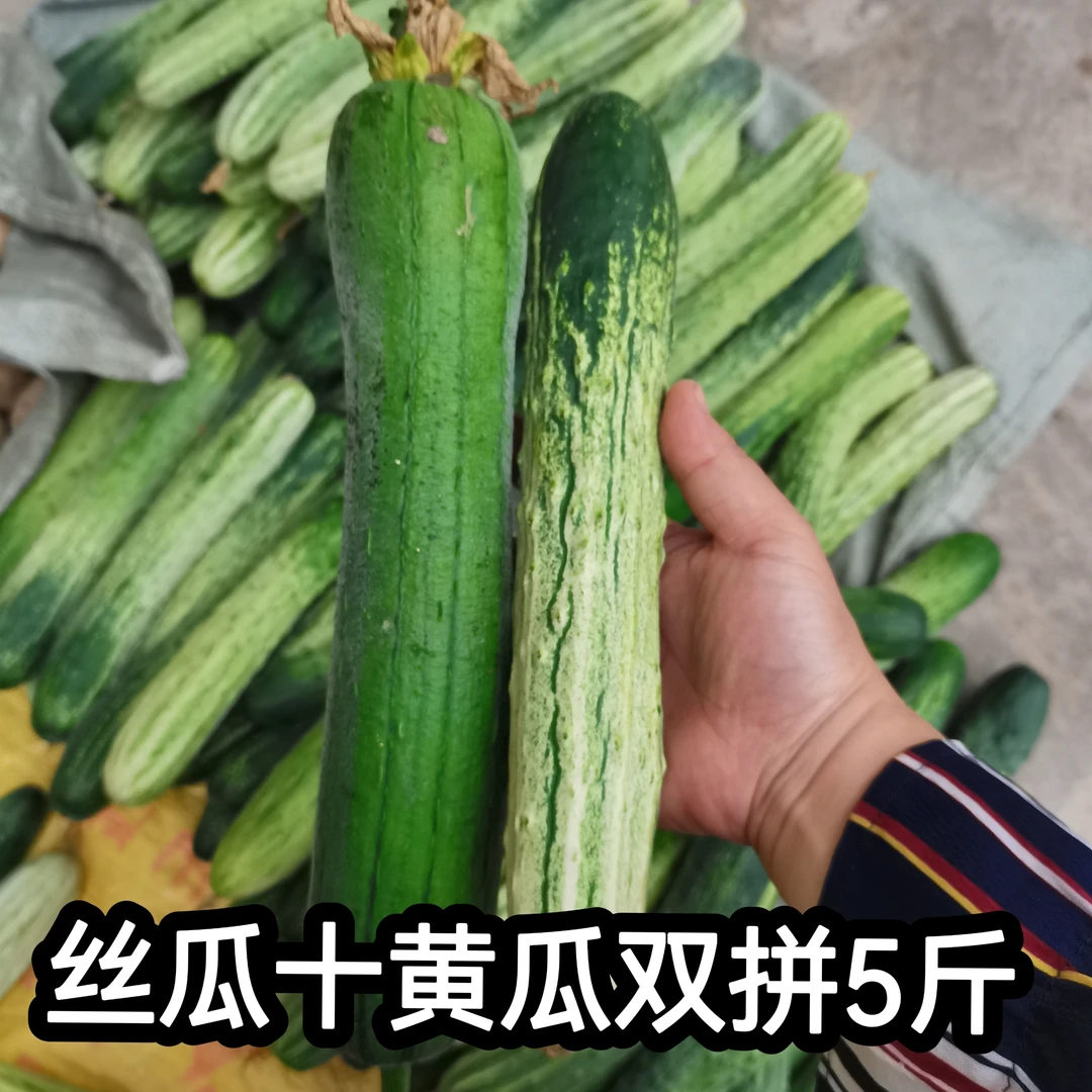 黄瓜+丝瓜 湖南农家露天自种刺黄瓜/旱黄瓜/水果黄瓜+丝瓜5斤组合