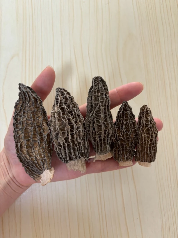 羊肚菌 当季新货 煲汤  蒸蛋 包邮