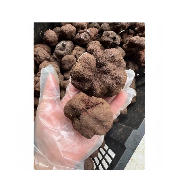云南野生新鲜黑松露白松露特产菌菇猪拱块菌汤包邮