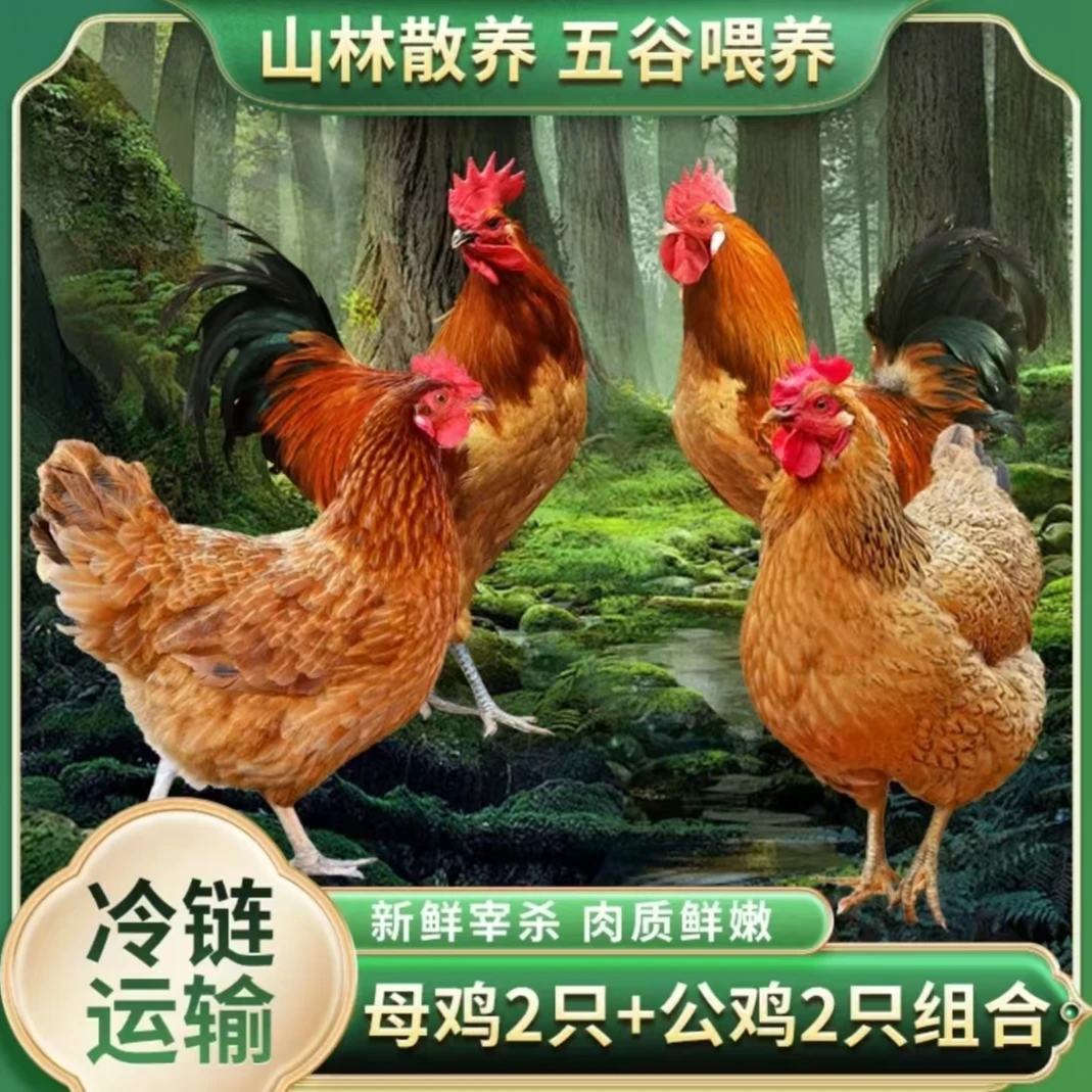 【小妹】 散养2只3年老母鸡+2只土公鸡 4只净重10-11斤 带内脏