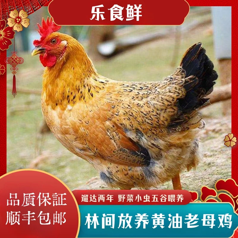 【大牛家】放养土鸡老母鸡  2只毛重7斤 净重共4斤杀好发货带内脏