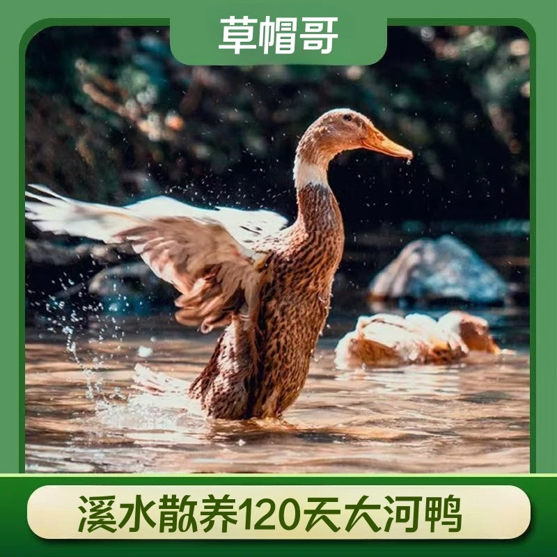 【草帽哥2】散养120天大河鸭单  拍一发二  2只毛重11斤 净重共7斤