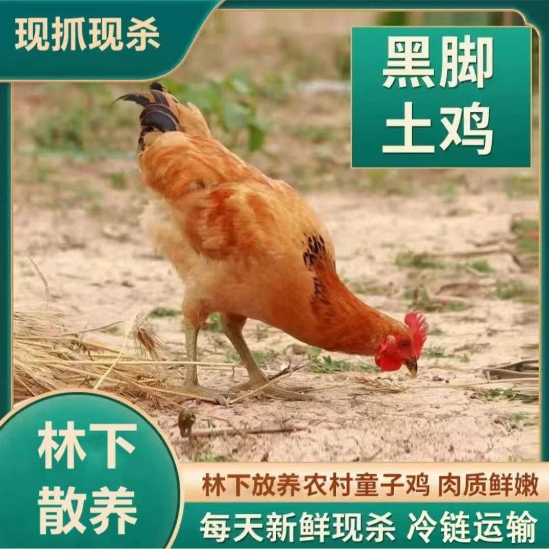 【小燕子】放养黑爪土鸡黑脚童子鸡  共发5只毛重16斤 净重10斤左右