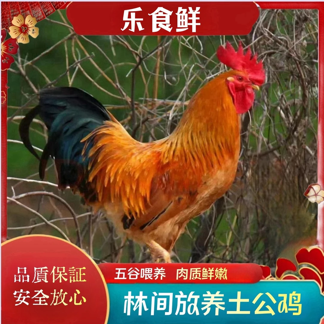 【小豪家】林间放养黄脚土公鸡 发3只净重共9-10斤 带内脏