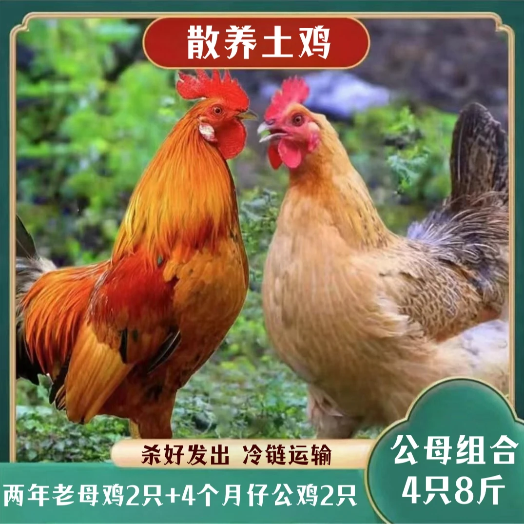【南哥家】2年老母鸡2只+4个月公鸡2只 4只净重共8斤带内脏顺丰包邮
