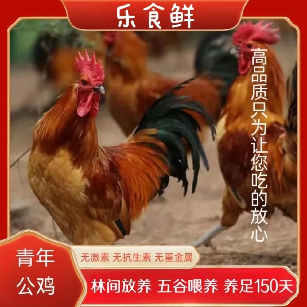 【胖丫】放养土鸡仔公鸡  毛重4只11-13斤 净重4只8.2-8.8斤