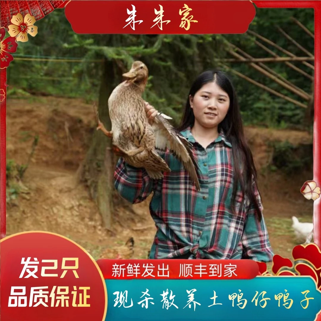 【朱朱】现杀散养土鸭仔鸭子 肉质鲜嫩 净重2只2000克 顺丰到家