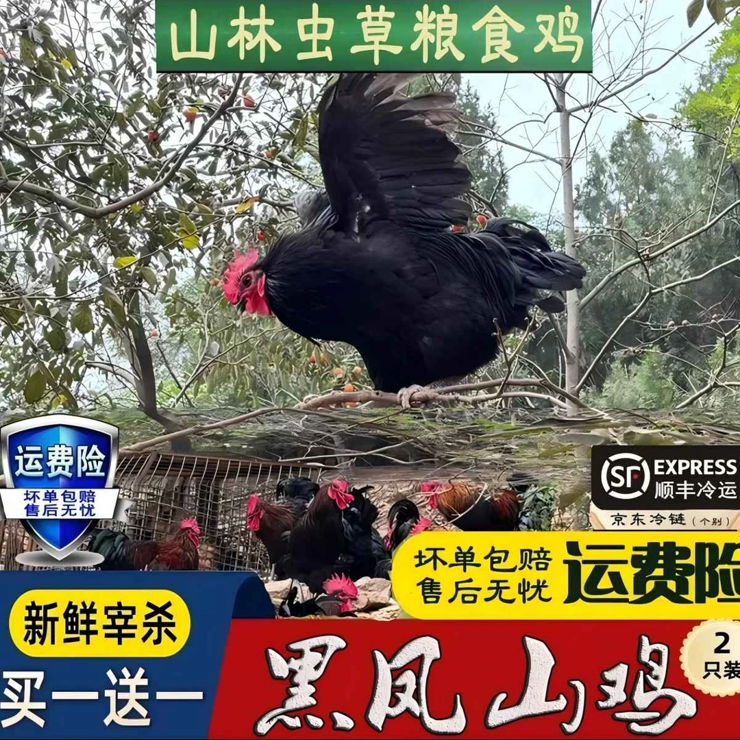 【三年老母鸡2只】买一送一黑凤山鸡山林散养/纯粮食喂养2只净重5斤