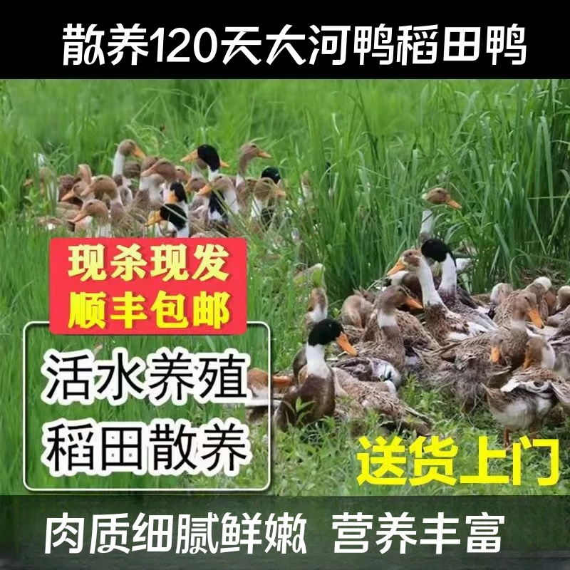 【大牛家】散养120天大河鸭  拍一发二  2只毛重11斤  净重共7斤