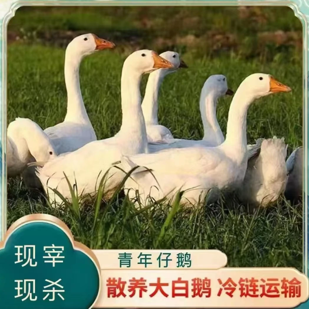 【鹅】农家散养大鹅 仔鹅 发2只净重共9-10斤 带心肝发货