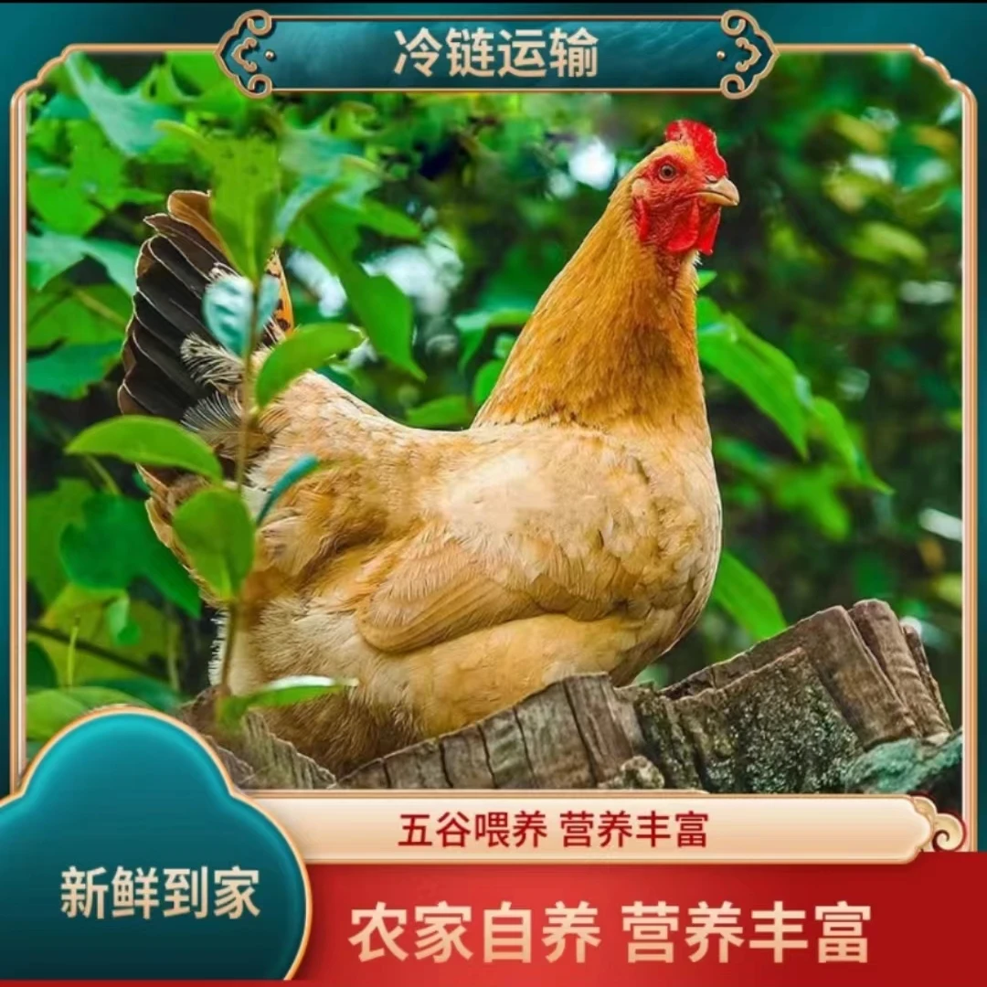 【云云家】放养三年黄油老母鸡 1只毛重5斤多 3只净重9斤多带内脏