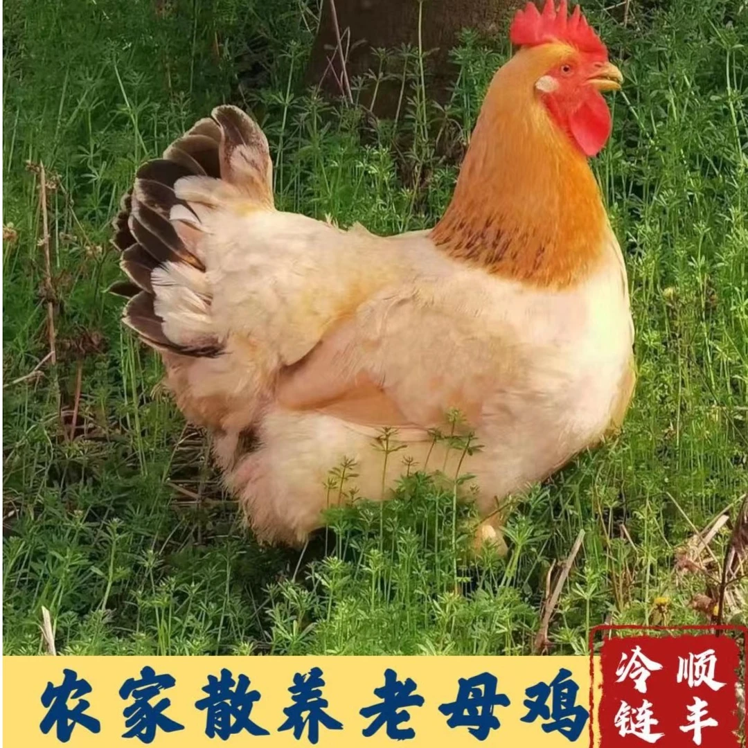 【朱朱家散养】三只 农家散养土鸡黄油老母鸡 黄脚 净重共6斤以上