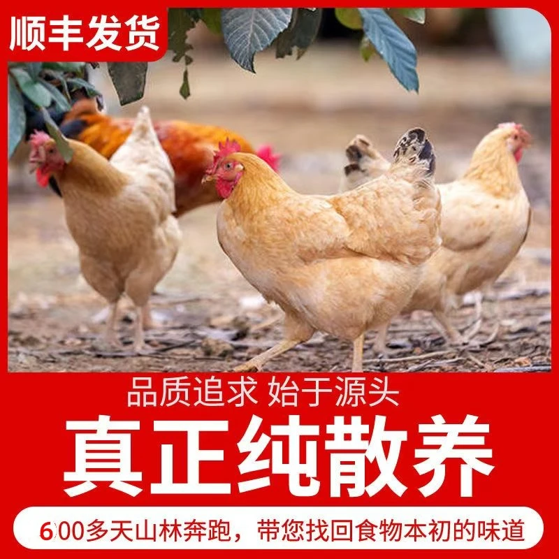 【草帽哥2】放养土鸡老母鸡 拍一发二 2只净重共4斤杀好发货 带内脏