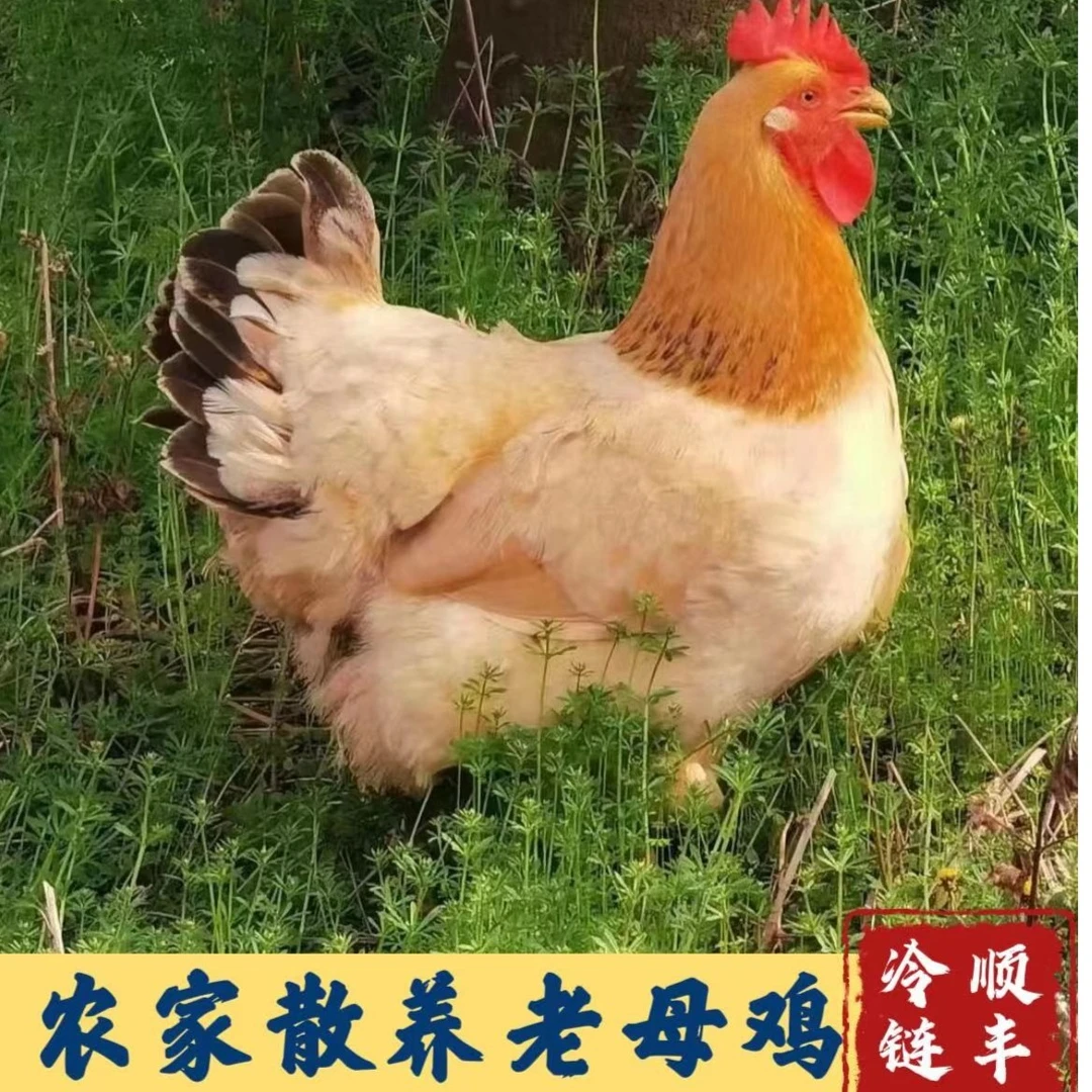【二姐家】2只 放养黄油老母鸡  净重共5斤 顺丰包邮