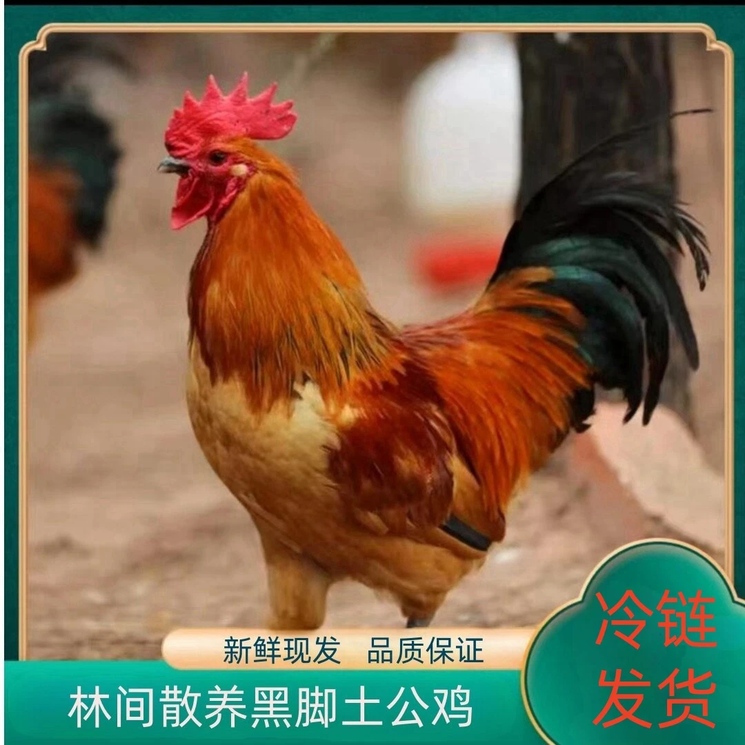 【苗家】林间放养黑脚大公鸡 发3只净重共9斤 带内脏 杀好发货