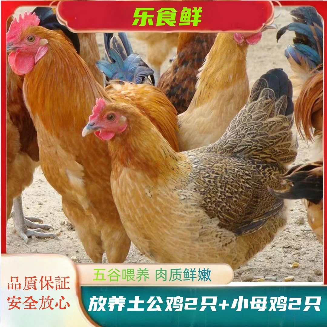 【南哥家】放养老母鸡2只 +2只土公鸡 4只毛重13斤净重共8斤 带内脏