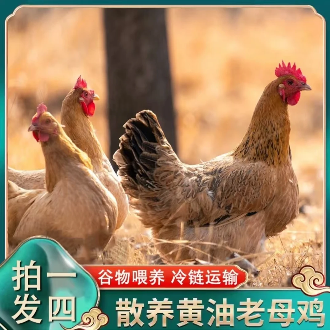 【燕子家】林间放养土鸡老母鸡   4只净重共8斤 带内脏