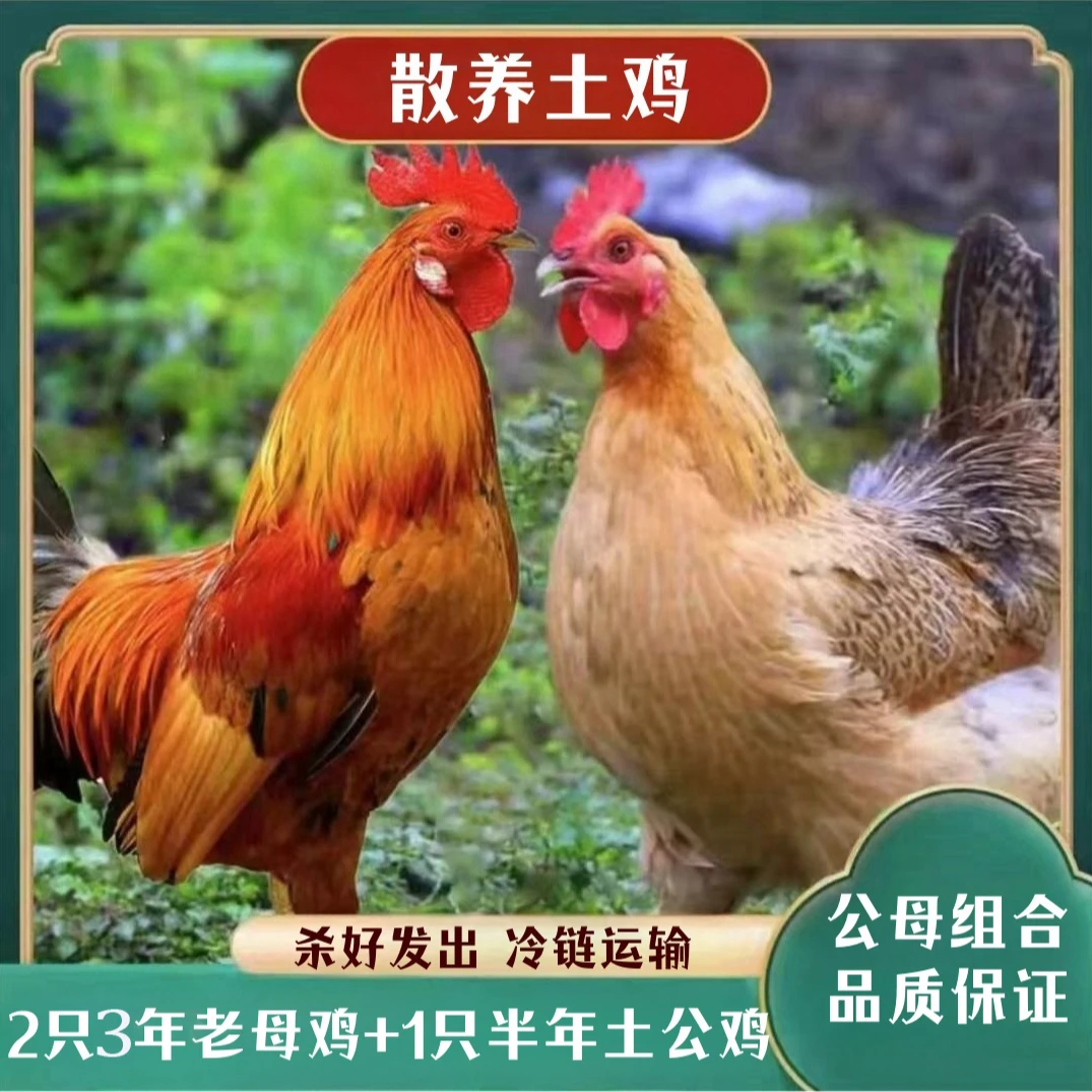 【园园家】三年老母鸡2只6斤+1只土公鸡3斤  3只净重共9斤多 带内脏