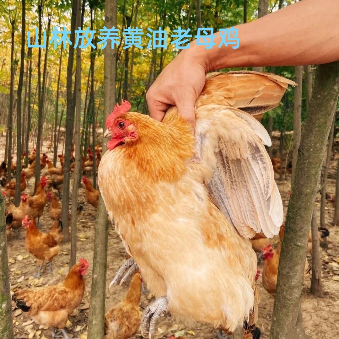 【妮妮家】山林放养黄油土老母鸡 溜达鸡 3只净重共6斤 顺丰包邮