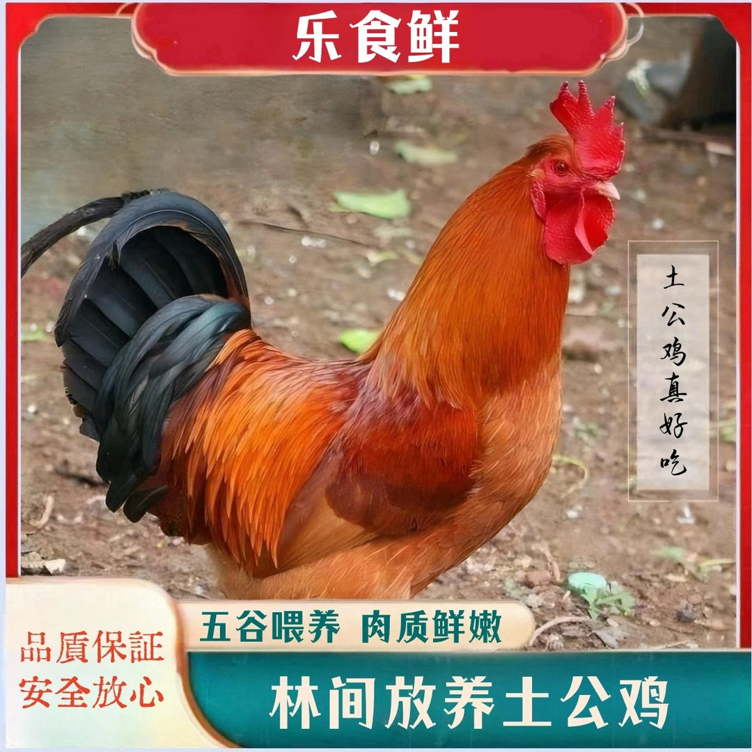 【朱朱家】林间放养土公鸡 拍一发三 3只净重共9斤 带内脏 顺丰包邮