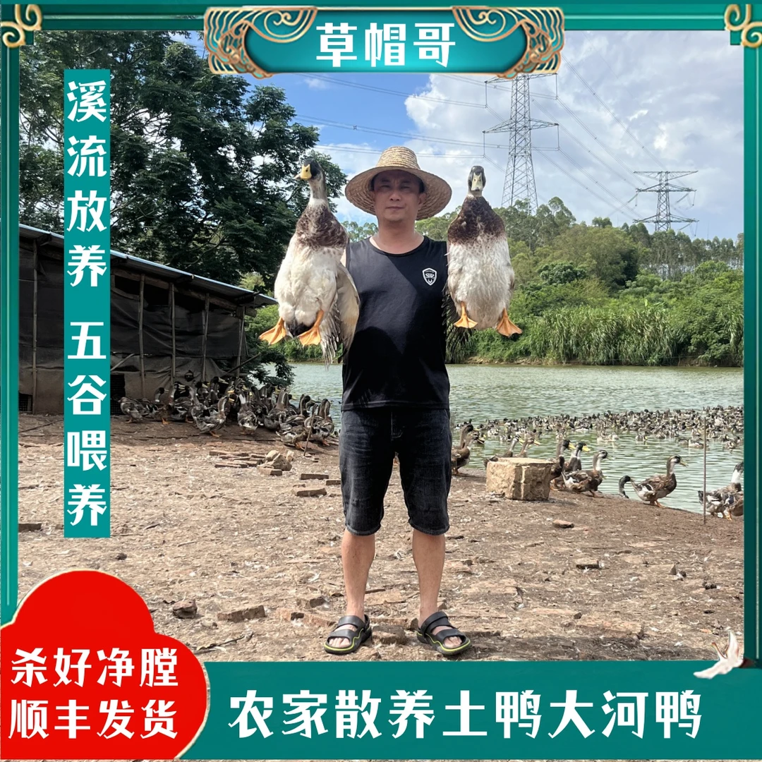 【草帽哥1】散养120天大河鸭单  拍一发二  2只毛重11斤 净重共7斤