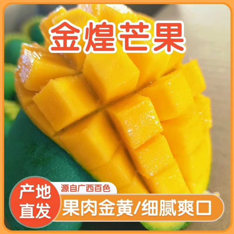 广西百色精品金煌芒中果新鲜香现摘现发皮薄肉厚香甜多汁