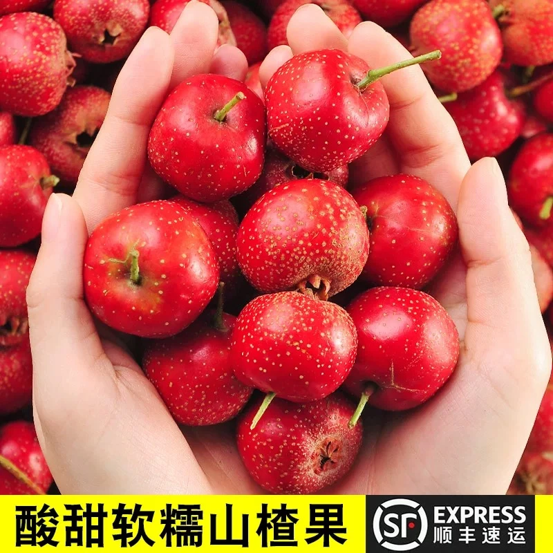 【水果山楂3斤】水果山楂 小金星树熟果 现摘现发 果肉粉糯酸甜