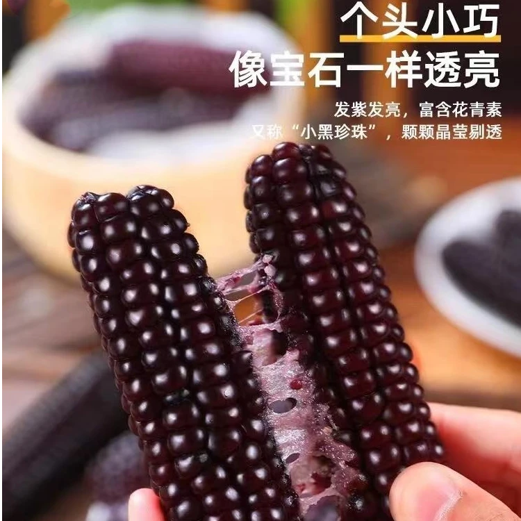 （紫糯拇指玉米）云南西双版纳+直发新鲜紫糯拇指玉米香甜拉丝饱满