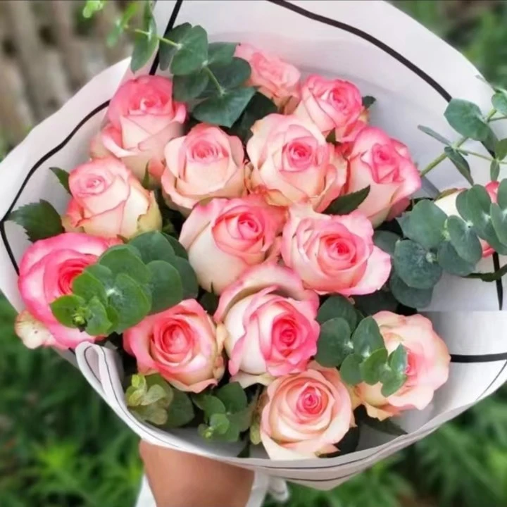 【艾莎】独棵老桩灌木玫瑰花切花月季·直立·抗病强·花期长红色唇边