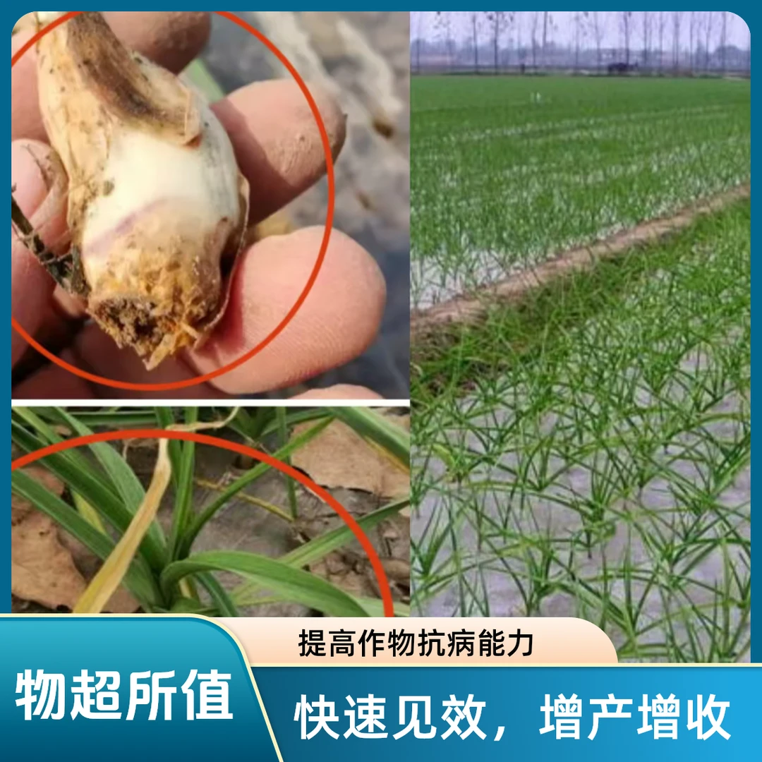 大蒜三遍防病治病蒜头膨大早衰争产方案