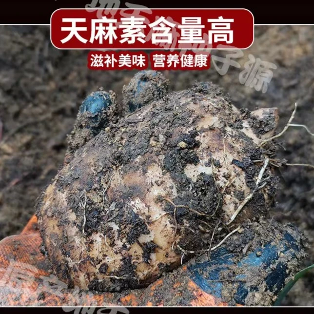 【高端滋补食材天麻】云南昭通小草坝新鲜现挖3斤更划算 煲汤佳品