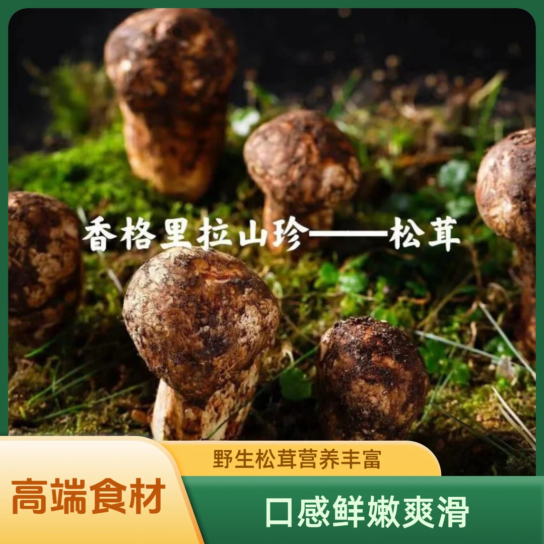 2024香格里拉野生松茸野生菌一手货源顺丰直发高端食材