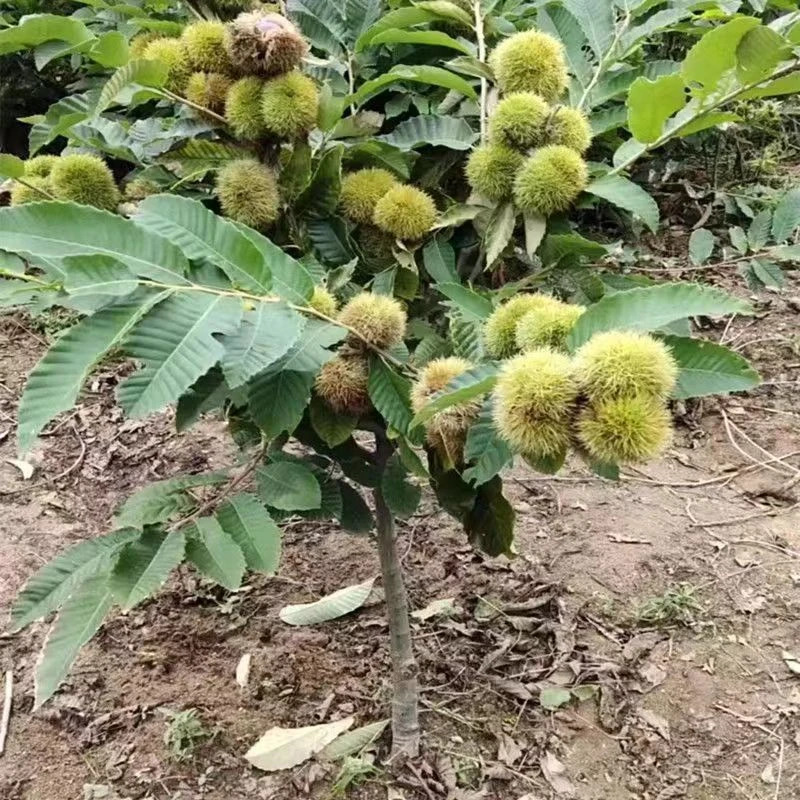 板栗树苗嫁接果树苗根系好成活率高南北方种植盆栽地栽