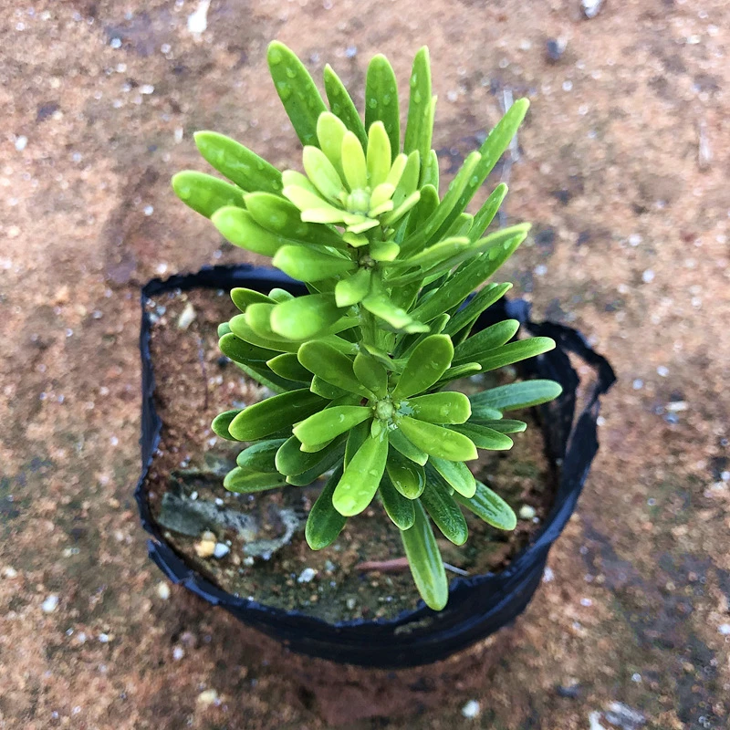 台湾金钻小叶品种黄绿叶金钻种植耐看型花卉绿植盆栽罗汉松盆景40