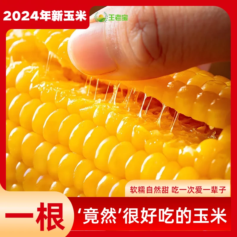 【到手12根】东北黄糯甜玉米减脂代餐黏玉米真空包装整箱6斤T2