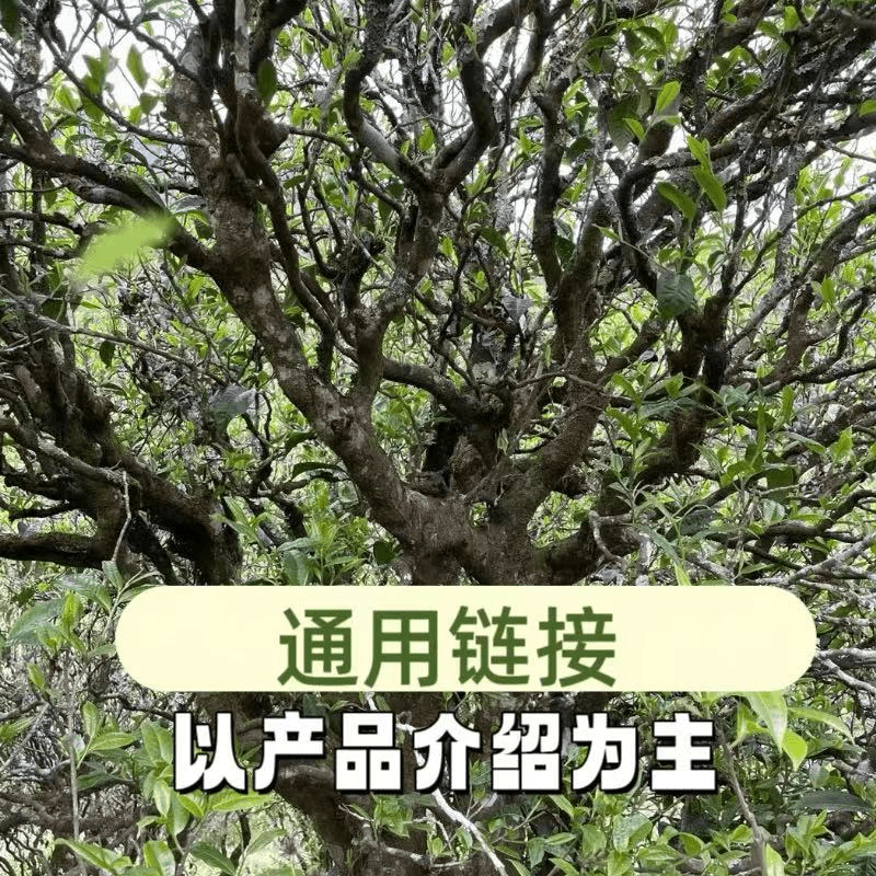 A-1002 通用链接 生茶 熟茶 （以产品介绍为主）