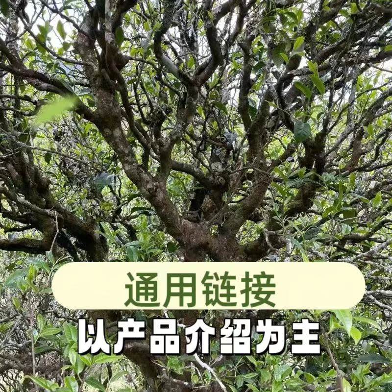 P-1001 通用链接 生茶 熟茶 （以产品介绍为主）