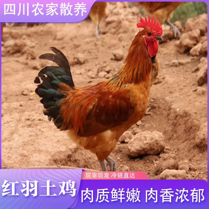 现发农家黄红羽土鸡现宰新鲜鸡肉3.5~7斤装