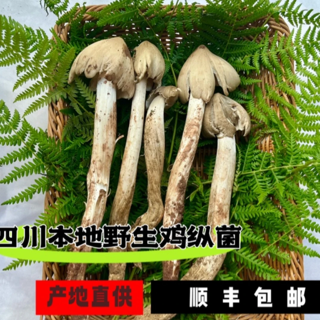 四川高山鸡枞菌500g新鲜白蚁鸡枞菌包邮
